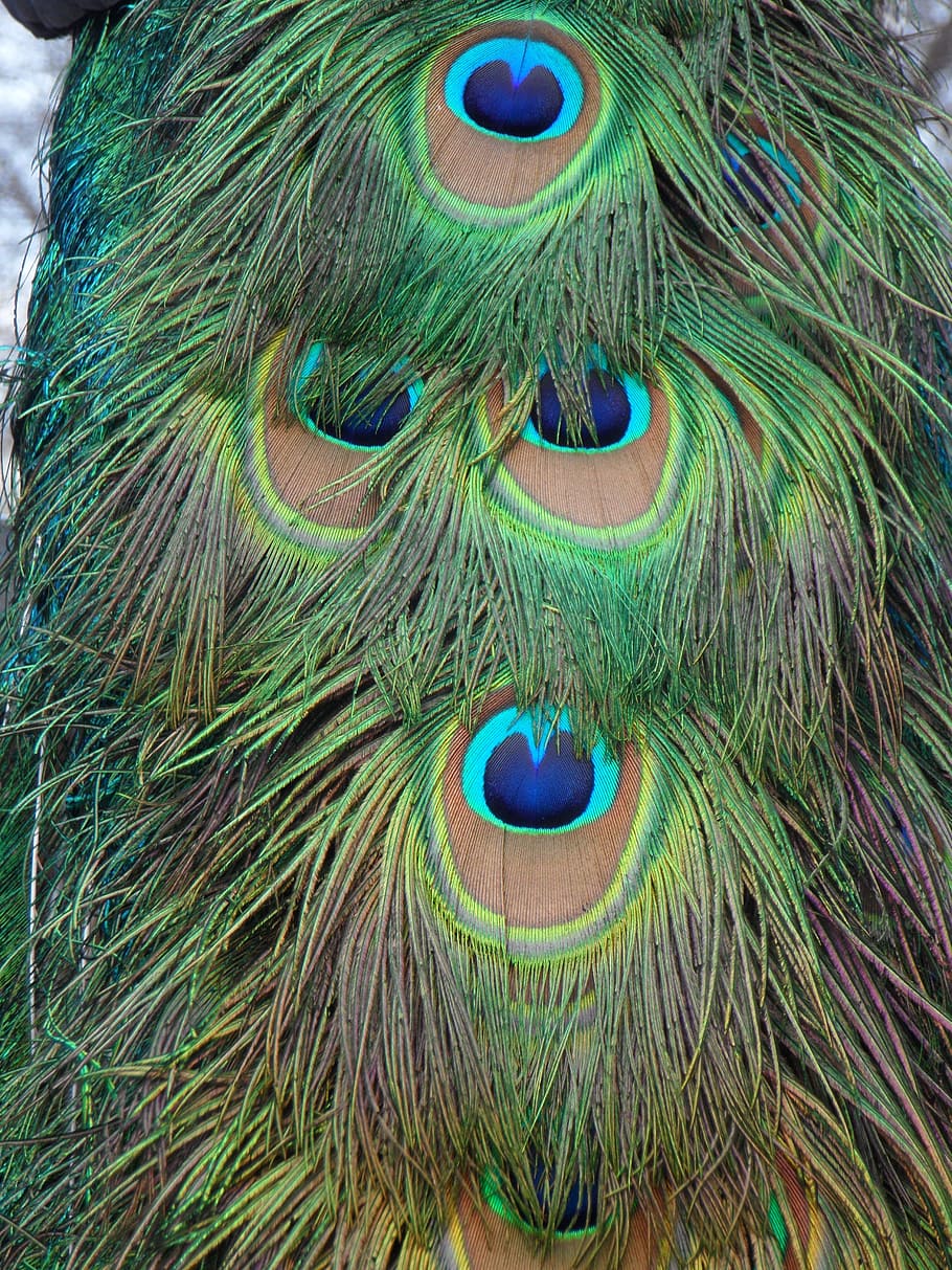 peacock, peacock feathers, bird, close, colorful, close-up HD wallpaper