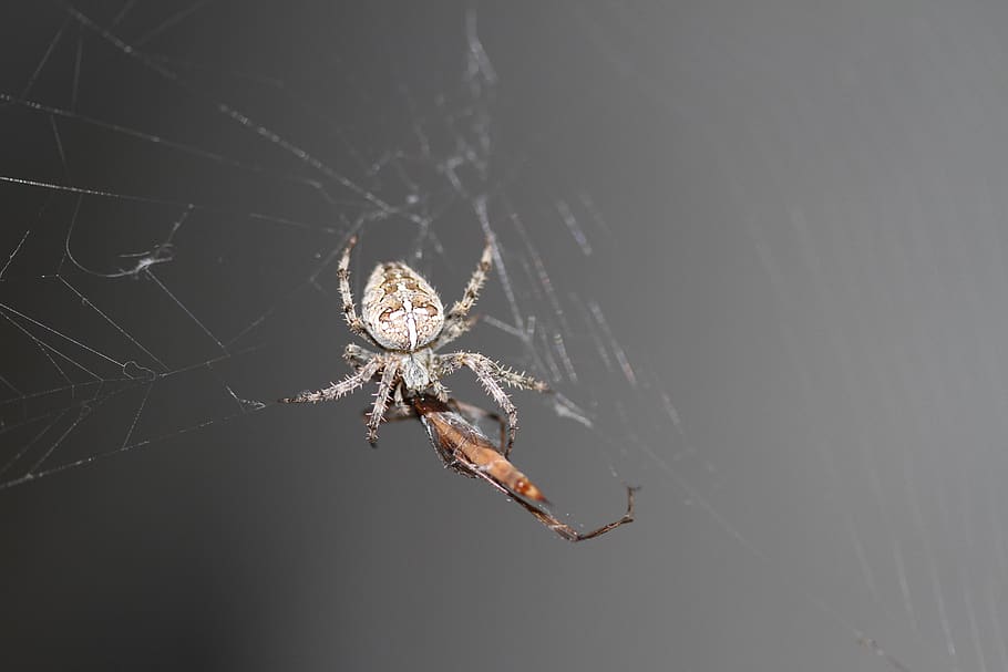 spider, spider webs, cobweb, insect, araneus, invertebrate, HD wallpaper
