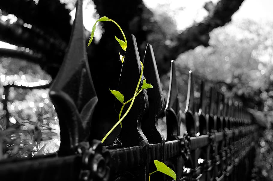 black metal gate, leaves, leaf, plant, green, season, spring HD wallpaper