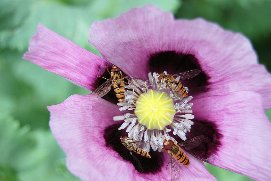 flower, lilac, hoverfly, insects, violet, blossom, floral, bloom HD wallpaper