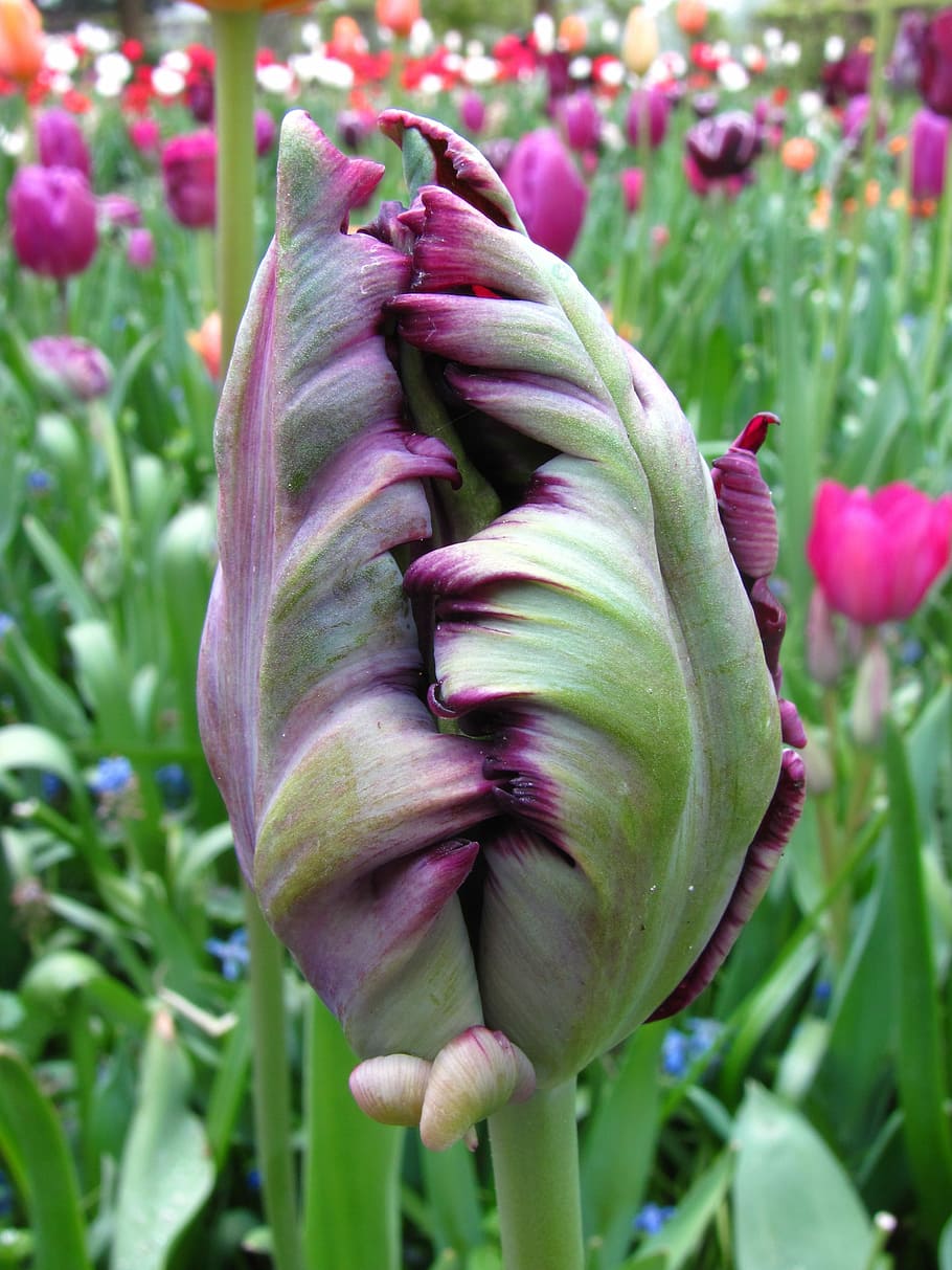 Tulip, Violet, Closed, Spring, growth, plant, flower, purple HD wallpaper