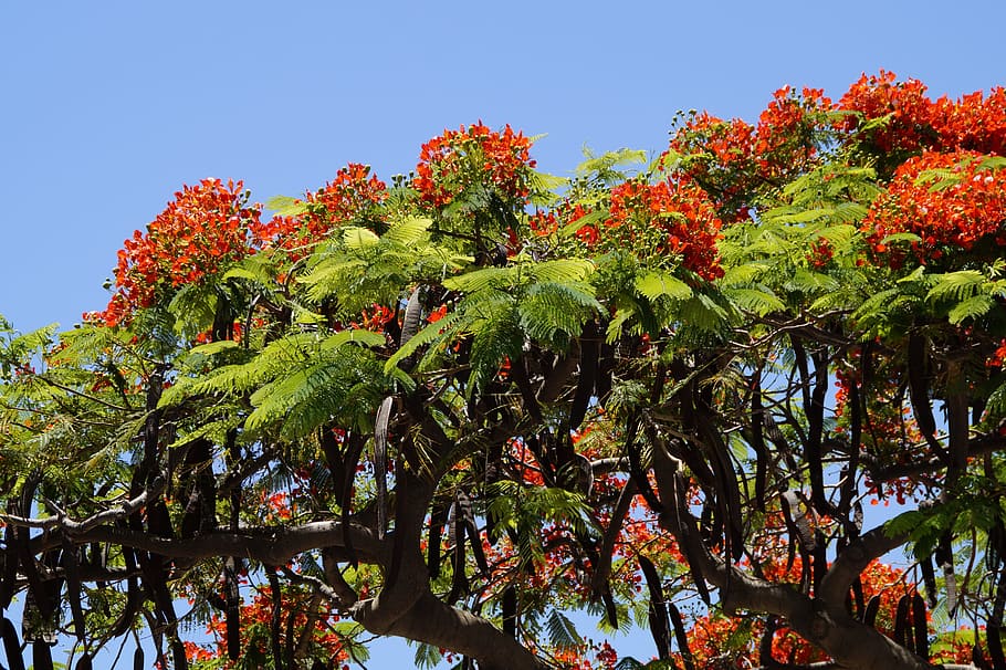 Flamboyant, Delonix Regia, Flowers, red, tropics, bright, summer