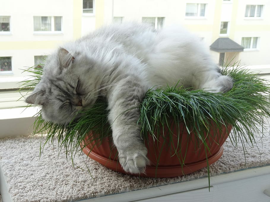 gray persian cat in green grass, domestic cat, british longhair cat, HD wallpaper