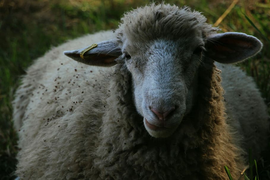 Calm Fella, shallow focus photography of brown and white sheep HD wallpaper