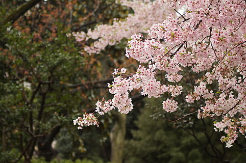 selective focus of cherry blossoms, cherry tree, spring, pink HD wallpaper