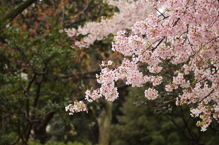 selective focus of cherry blossoms, cherry tree, spring, pink HD wallpaper