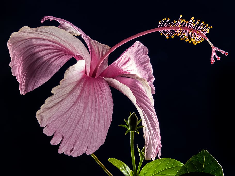 Pink Hibiscus Flower, bloom, blossom, close-up, flora, mallows HD wallpaper