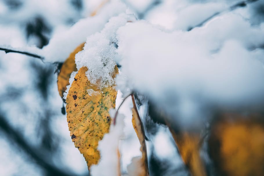 leaves covered with snow, leaf, tree, branch, ice, winter, cold temperature HD wallpaper
