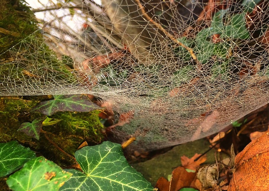 autumn, animals, cobweb, leaf, plant part, spider web, close-up HD wallpaper