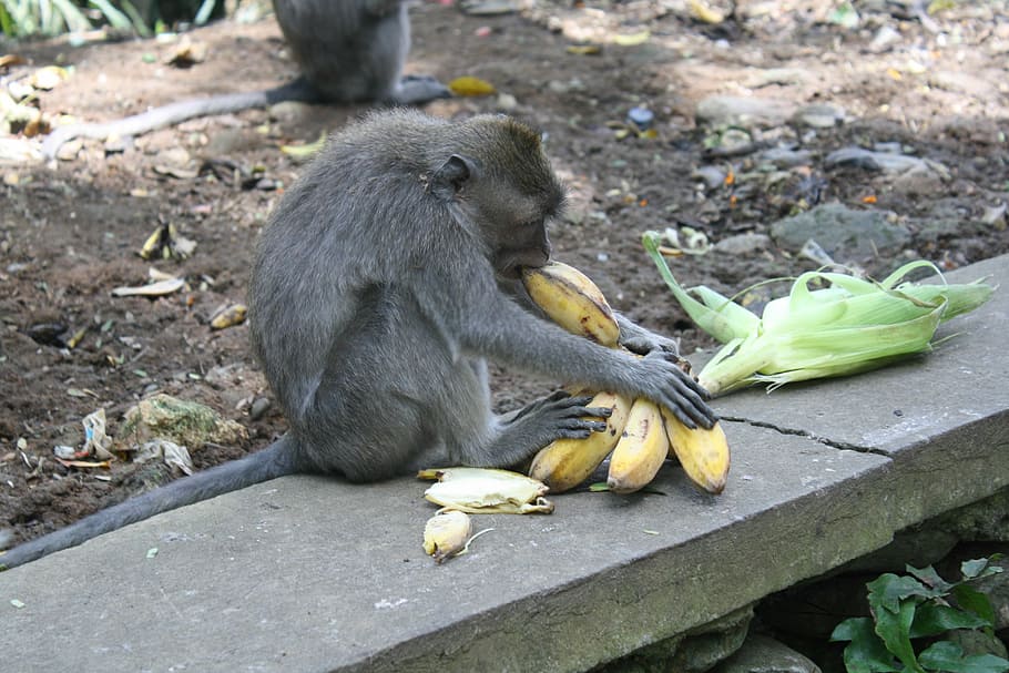 bali, indonesia, monkey forest, animal themes, animal wildlife HD wallpaper