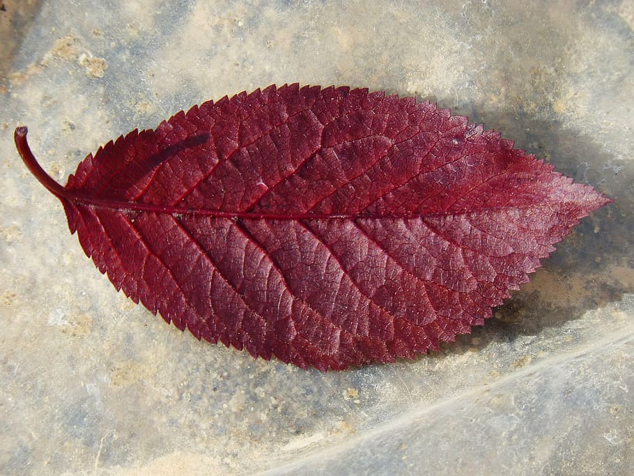 plum leaf, red leaf, reverse, close-up, nature, no people, high angle view HD wallpaper
