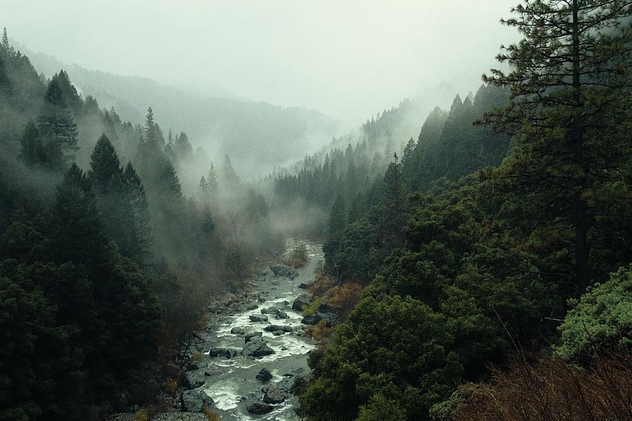 aerial shot of forest, landscape photography of valley, tree HD wallpaper