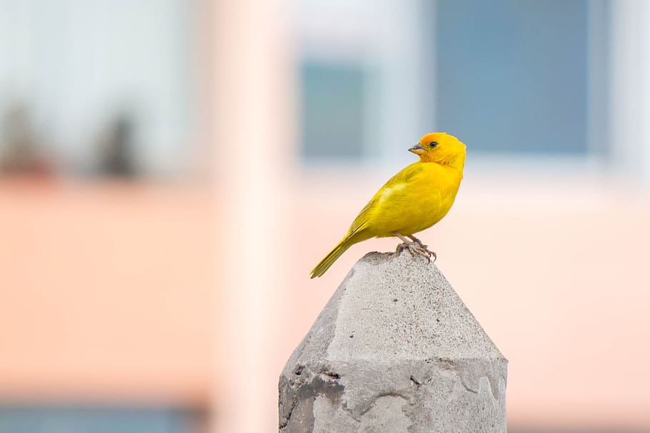 Photography, Image, Canon, one animal, bird, perching, animal wildlife HD wallpaper