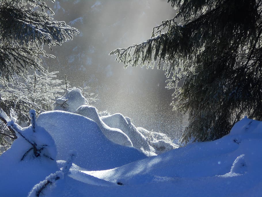 snow, light, nature, winter, cold temperature, tree, beauty in nature HD wallpaper