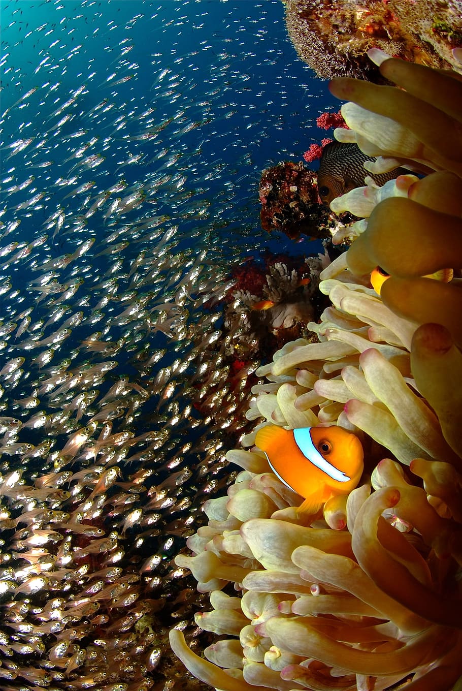 clown fish on sea anemone, Reef, Coral, diving, underwater HD wallpaper