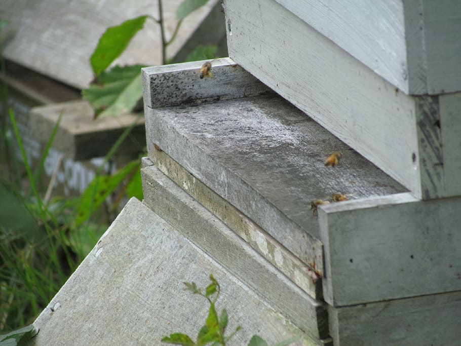 beekeeping, honey, beehive, agriculture, insect, nature, focus on foreground HD wallpaper