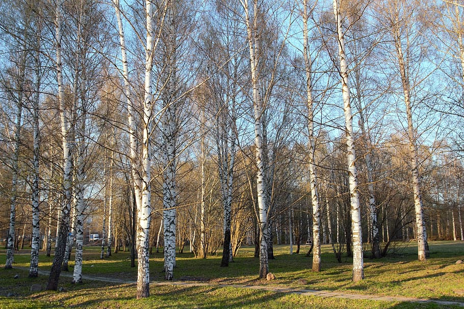 birch, spring, nature, trees, forest, plant, bare tree, land HD wallpaper
