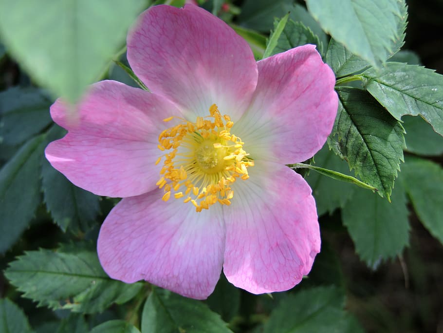 Wild Rose, Rosaceae, White, Nature, pink, rose blooms, inflorescence
