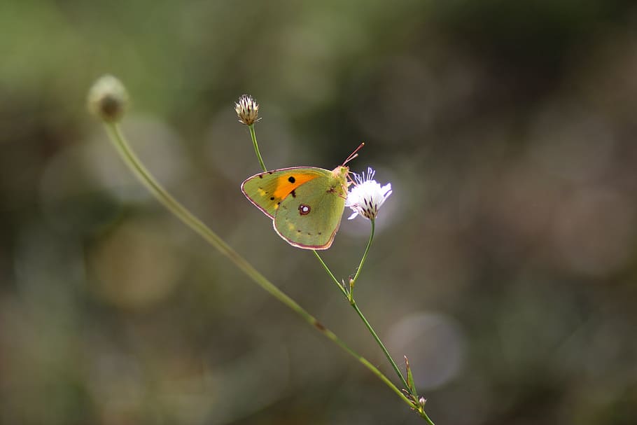 butterfly, yellow, insecta, grass, flowers, coloring, beauty HD wallpaper