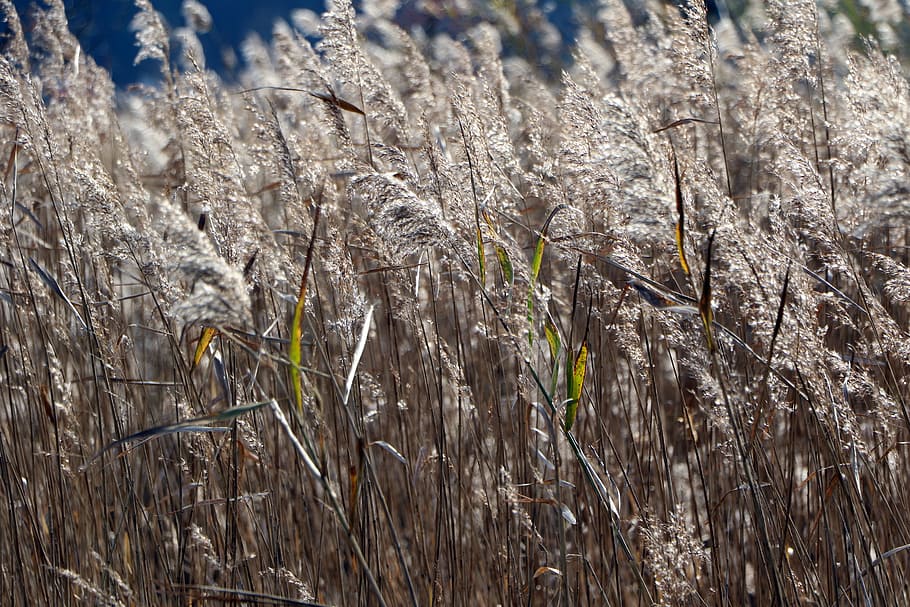 reed, nature, wind, silver grass, in autumn, reed marsh, plant HD wallpaper