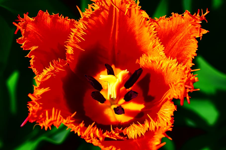 tulip, red, jagged, flower, flowering plant, petal, freshness HD wallpaper
