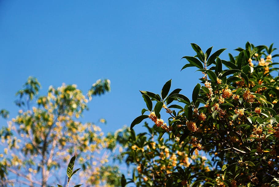 spring, leaves, flowers, buds, fruit, tree, growth, nature HD wallpaper