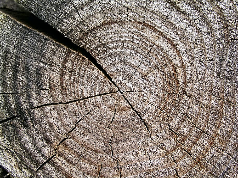 wood, trunk, texture, background, textured, backgrounds, full frame HD wallpaper