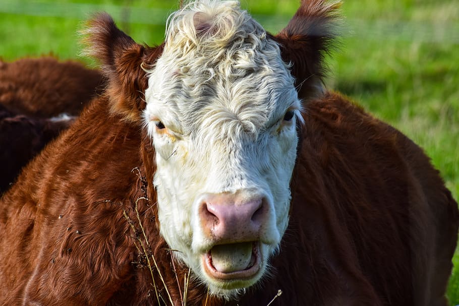 cow, simmental cattle, cow head, livestock, animal themes, mammal