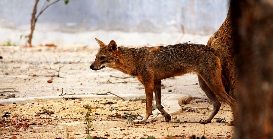Coyote crossing desert, coyote, fox, wildlife, grey fox, animal, HD wallpaper