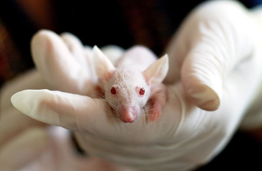 person holding rat, animal, mouse, experiment, laboratory, hand HD wallpaper