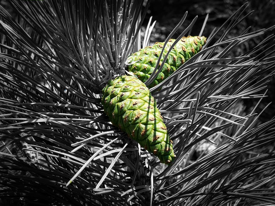 cone, forest, pine, summer, evergreen tree, green color, plant HD wallpaper