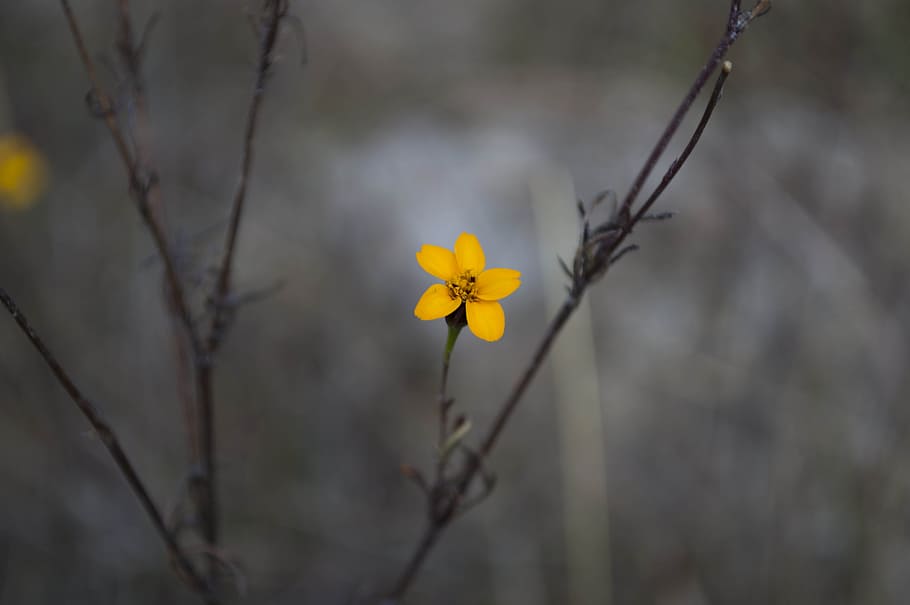 close up photo of yellow petaled flower, yellow 5-petaled flower selective focus photography HD wallpaper