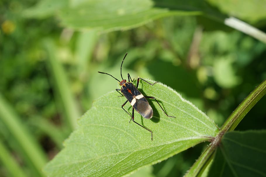 insects, nature, finlandia, quindio, colombia, animal, close-up, HD wallpaper