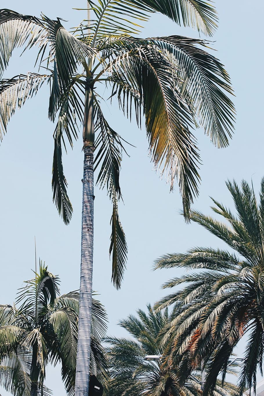 low-angle photo of palm trees under gray sky, coconut trees, tropic HD wallpaper
