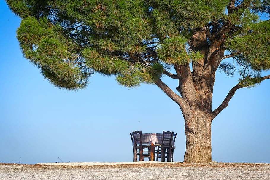photography of brown and green tree beside brown wooden dining set under clear blue sky during daytime HD wallpaper
