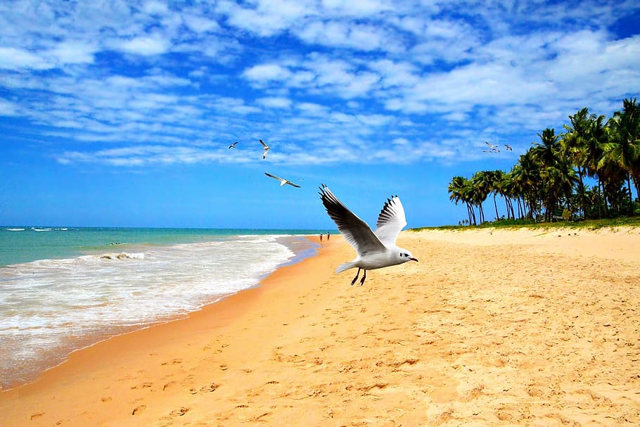 beach, orla, mar, ocean, wave, sand, nature, water, litoral HD wallpaper