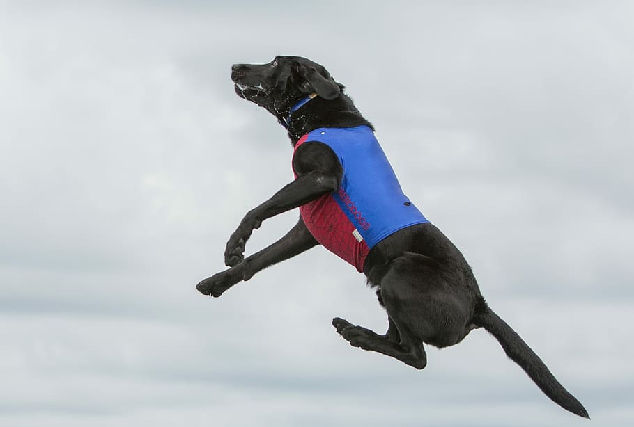 Air  Dog, short-coated black dog, jump, playing, leap, animal HD wallpaper