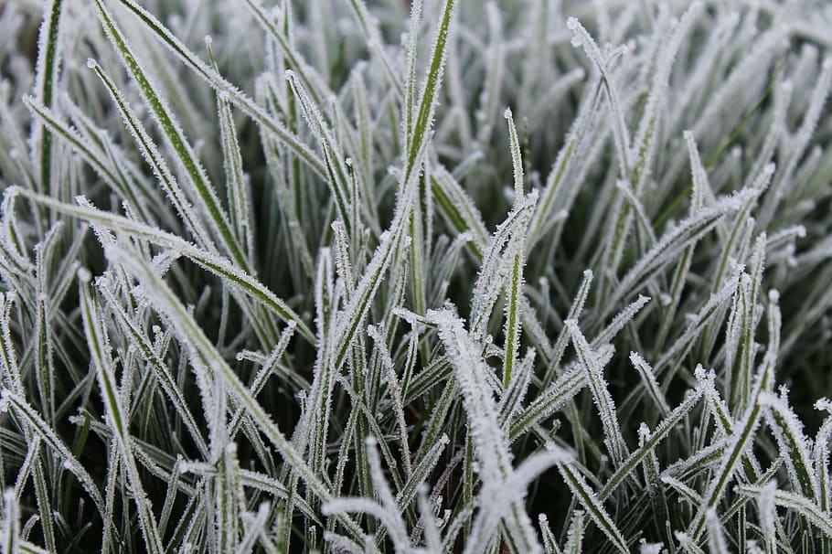 grass, frost, background, cold, nature, winter, ice, frozen HD wallpaper