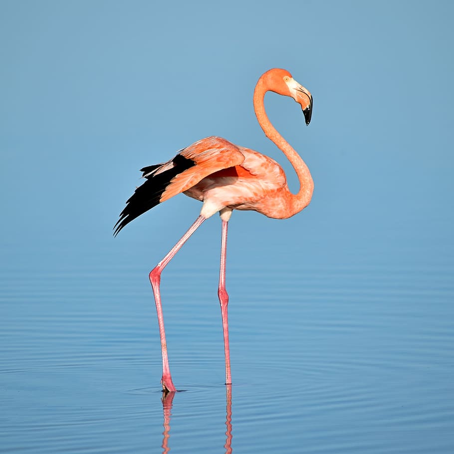 photo of flamingo on water, Natural Elegance, bird, blue, ripple, HD wallpaper