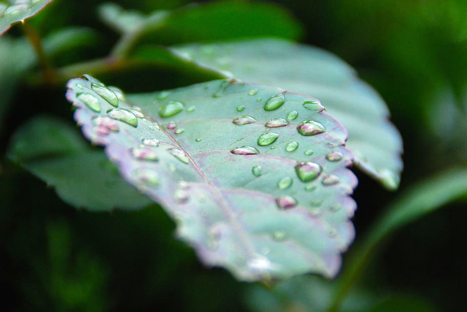 leaf, drop, rain, nature, green, plant, natural, wet, garden HD wallpaper