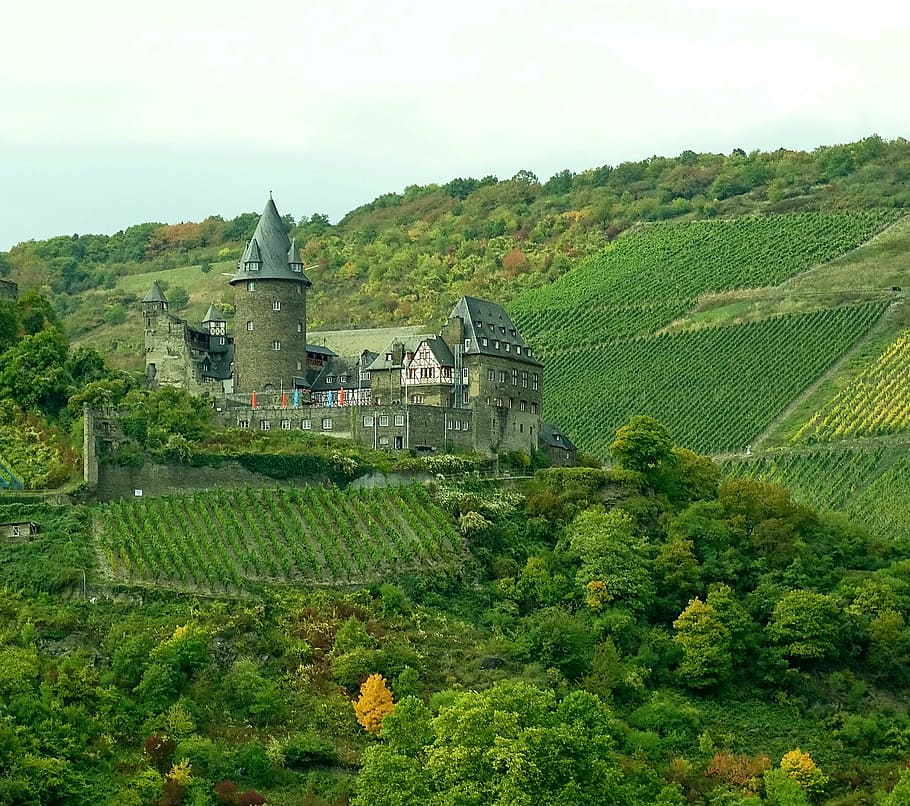 vineyards, rhine, nature, germany, view, wine, landscape, castle, HD wallpaper