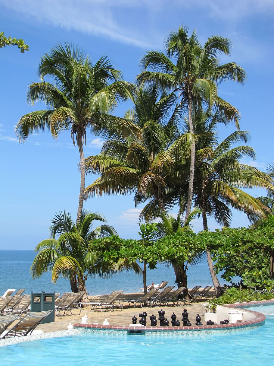 tropical, palm trees, pool, summer, tropical climate, water HD wallpaper