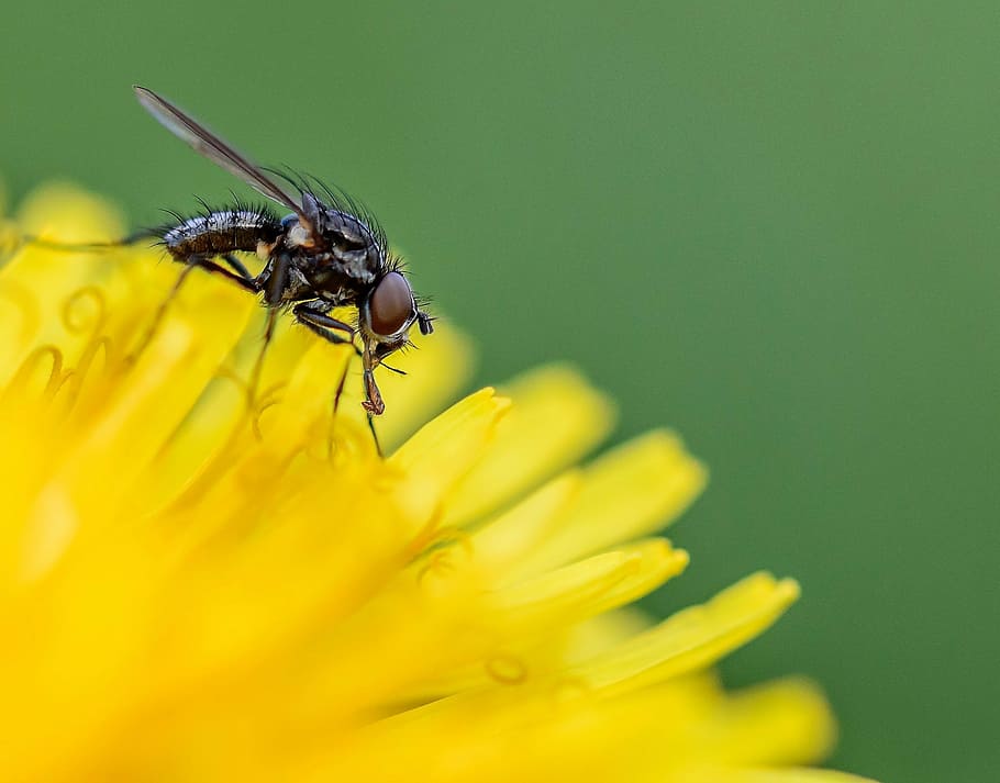 fly, macro, nature, insect, animal, close, flower, yellow, animals in the wild HD wallpaper