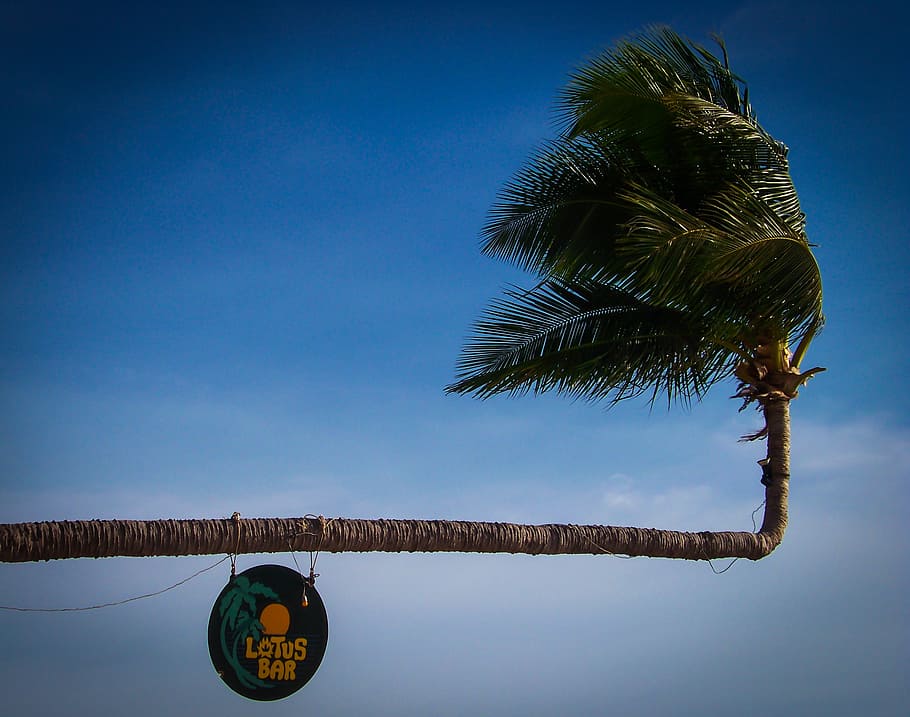 palm tree, shield, holiday, beach, beaches, tropical, caribbean HD wallpaper