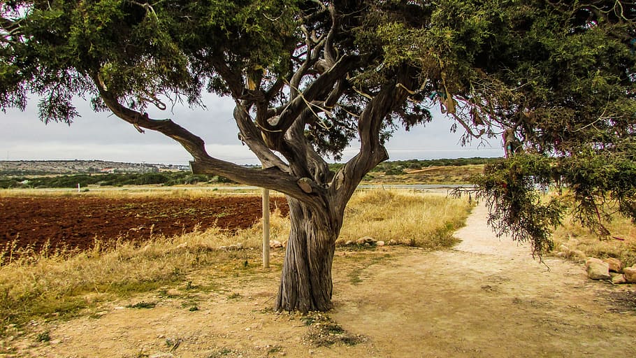 Cyprus, Cavo, Tree, Nature, cavo greko, landscape, rural Scene HD wallpaper