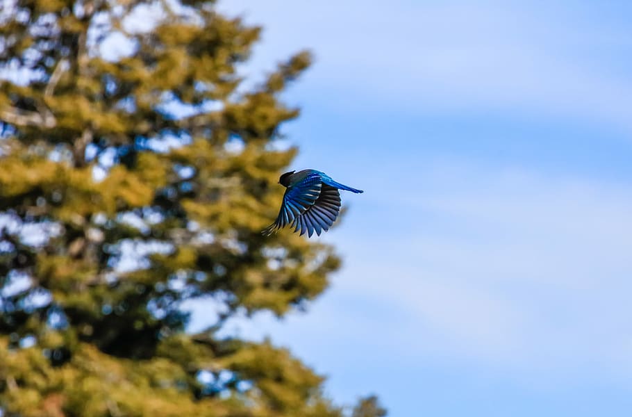 selective focus photography of bird, focus photography of blue and gray bird HD wallpaper