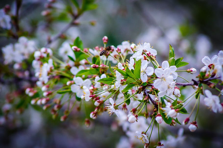 cherry, spring, cherry blossoms, sakura, white flowers, bloom HD wallpaper