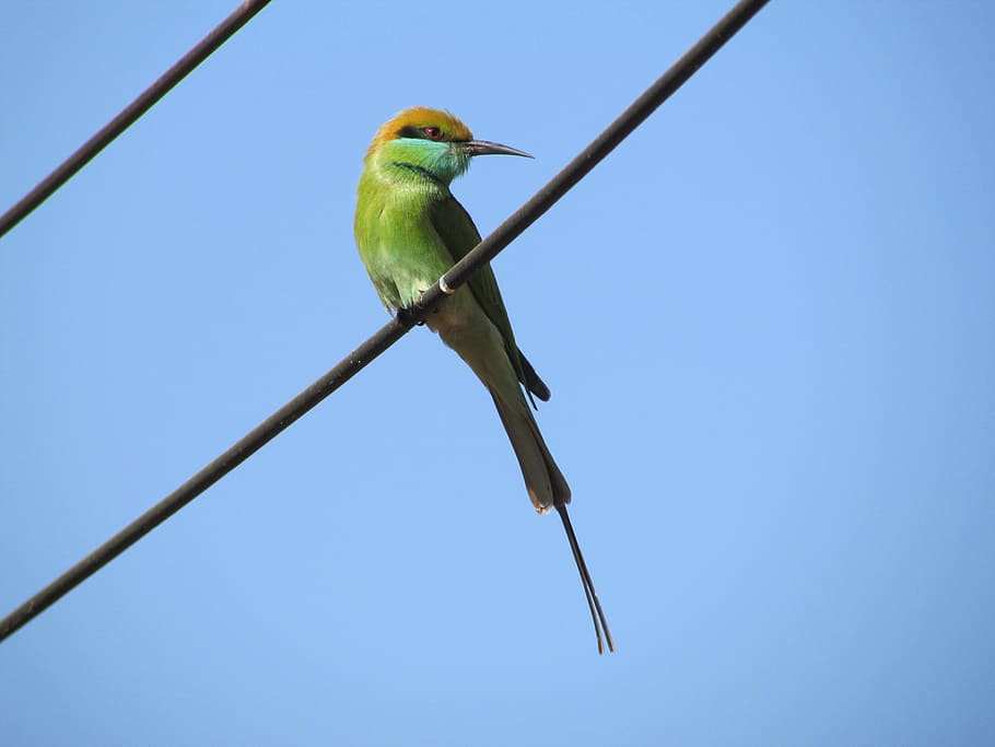 close-up photography of green bee-eater perched on wire, kingfisher, HD wallpaper