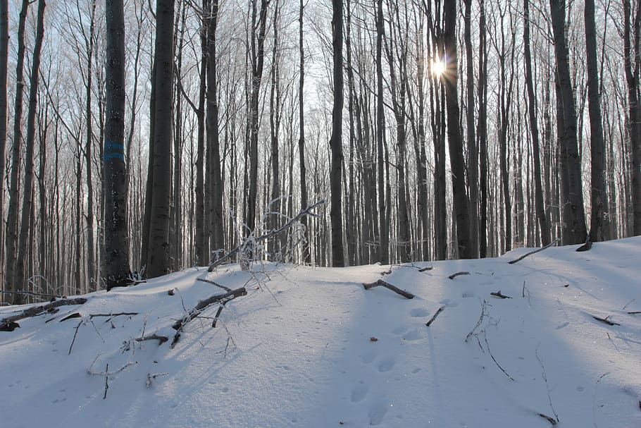 Winter, Forest, Tree, Spacer, Snow, poland, cold temperature HD wallpaper