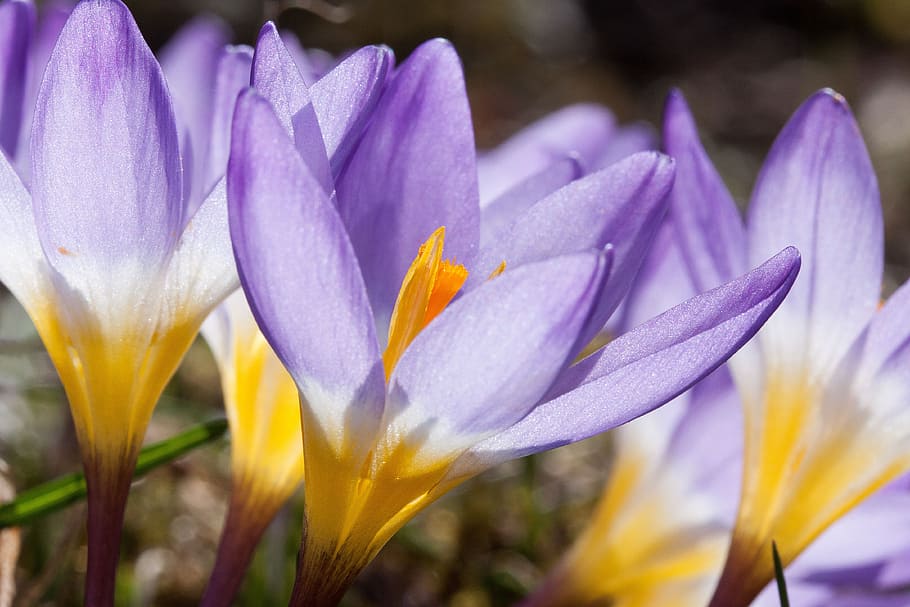 crocus, wildform, schwertliliengewaechs, spring crocus, flowers HD wallpaper